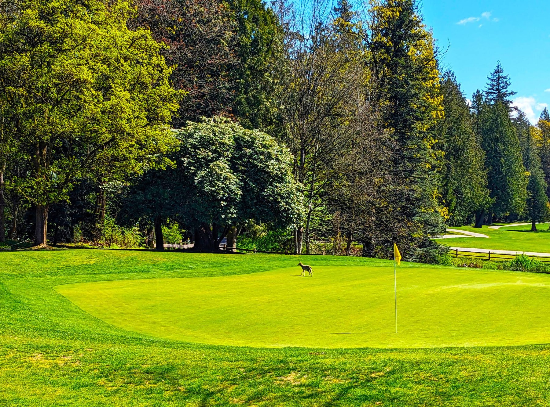 A lone coyote on the green at Fraserview - nature and golf meet in perfect harmony. A lone coyote on the green at Fraserview - nature and golf meet in perfect harmony.