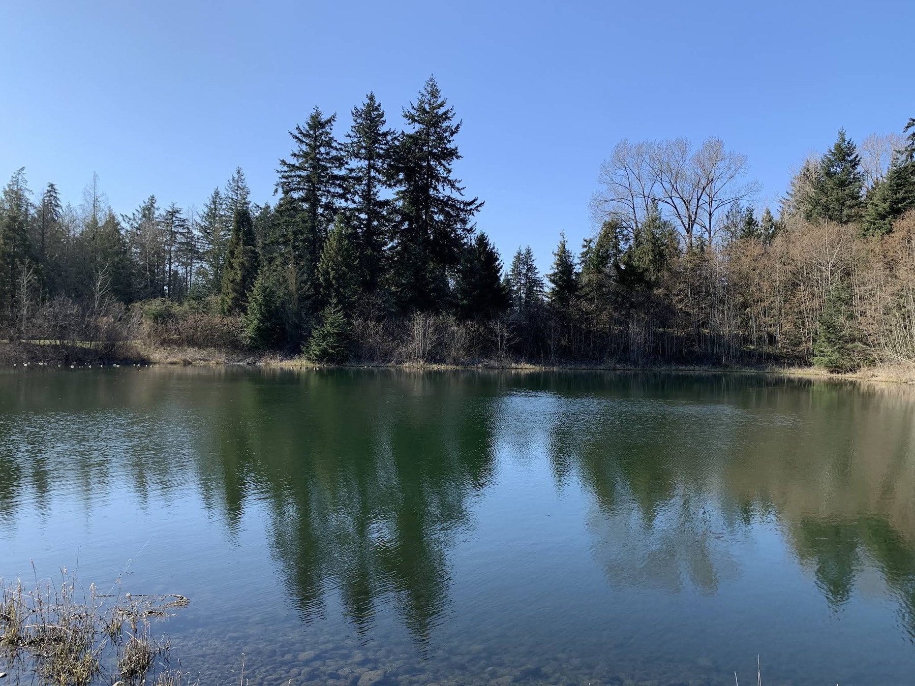 A quiet pond inside Fraserview Golf Course-serene views, crisp reflections, and peaceful moments off the fairway. A quiet pond inside Fraserview Golf Course-serene views, crisp reflections, and peaceful moments off the fairway.