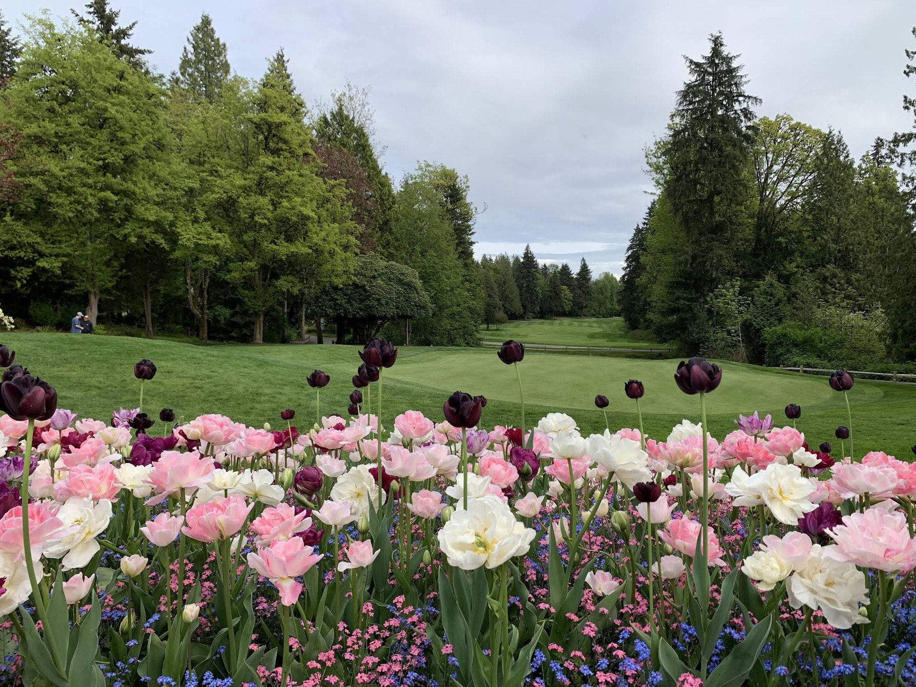 Spring in full bloom at Fraserview - where fairways meet flowers. Spring in full bloom at Fraserview - where fairways meet flowers.