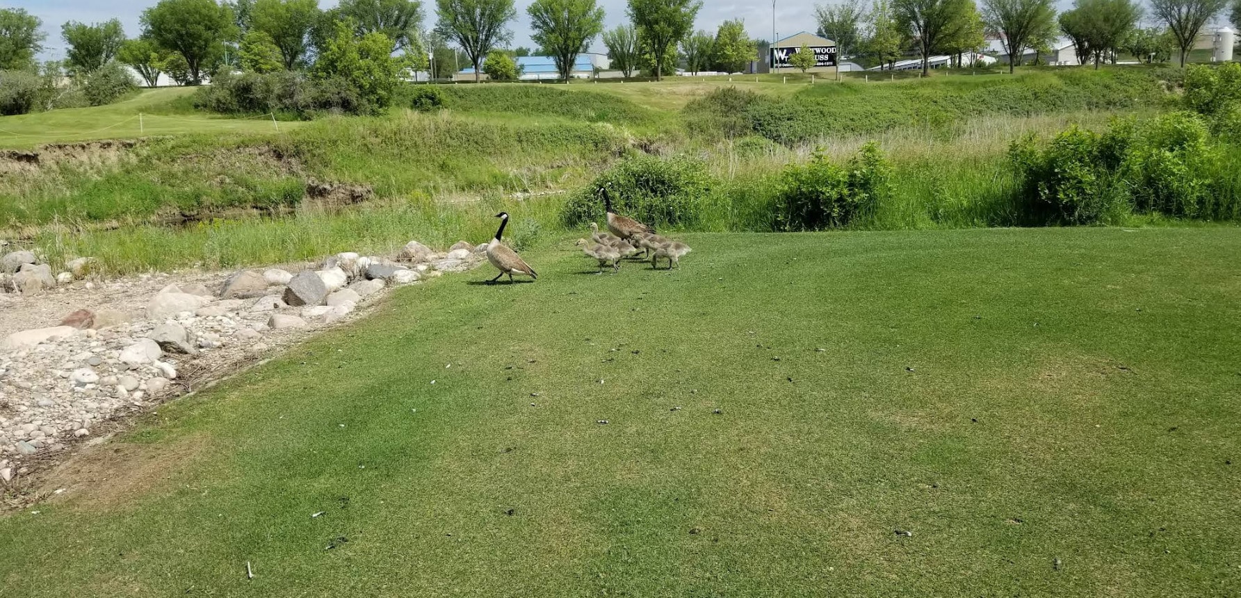A family of geese strolls across the green at Deer Ridge’s River Course in Moose Jaw. A family of geese strolls across the green at Deer Ridge’s River Course in Moose Jaw.