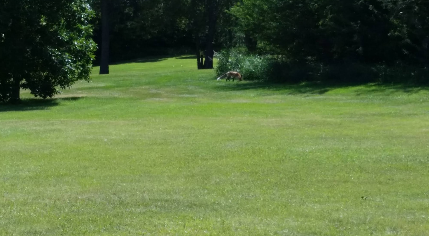 A fox wanders along the edge of the fairway at Tor Hill Golf Course in Regina’s King’s Park. A fox wanders along the edge of the fairway at Tor Hill Golf Course in Regina’s King’s Park.
