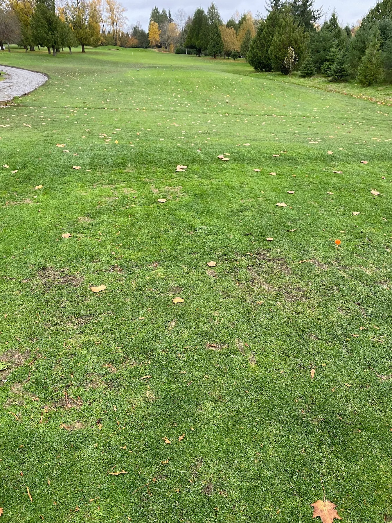 A typical fall morning at Langara — slightly patchy turf, scattered leaves, and a crisp atmosphere. Still playable, just bring your A-game (and maybe A typical fall morning at Langara — slightly patchy turf, scattered leaves, and a crisp atmosphere. Still playable, just bring your A-game (and maybe