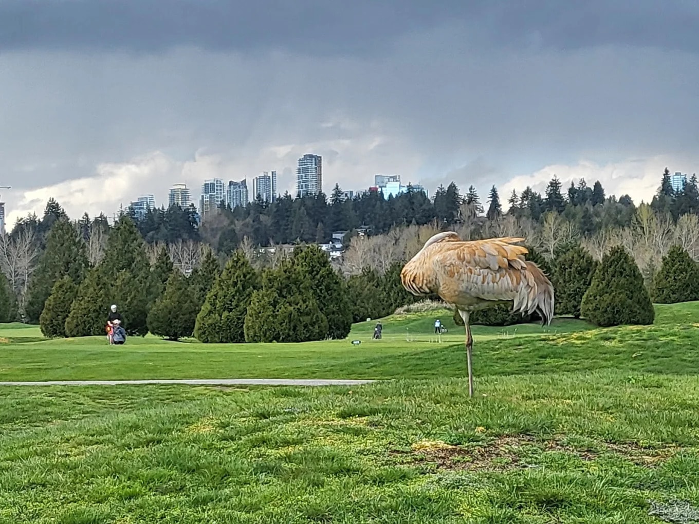 Sculpted heron watches over the range at Riverway, with Burnaby’s skyline rising beyond the trees—nature and city in perfect contrast Sculpted heron watches over the range at Riverway, with Burnaby’s skyline rising beyond the trees—nature and city in perfect contrast