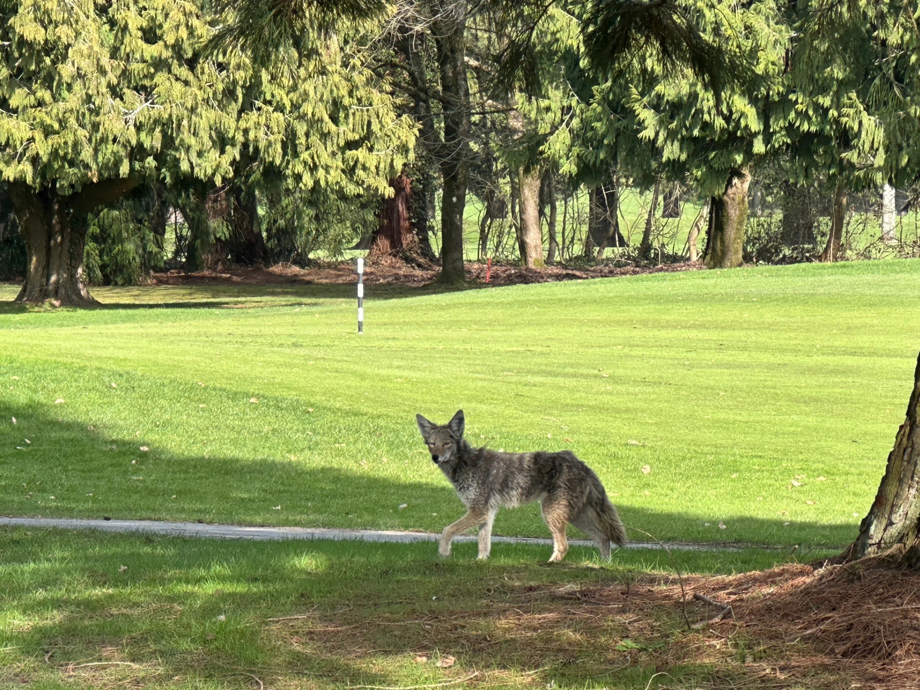 Unexpected gallery guest at McCleery — keep an eye out for curious coyotes roaming the fairways. Unexpected gallery guest at McCleery — keep an eye out for curious coyotes roaming the fairways.